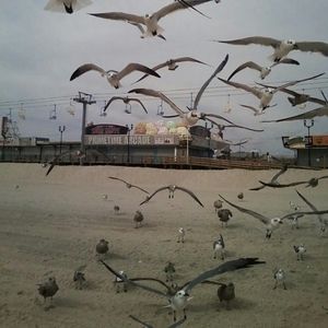 Meet your Posher, Steve